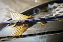 Blue-Ribbon-Key-Product-Gallery-Photo-1.jpeg