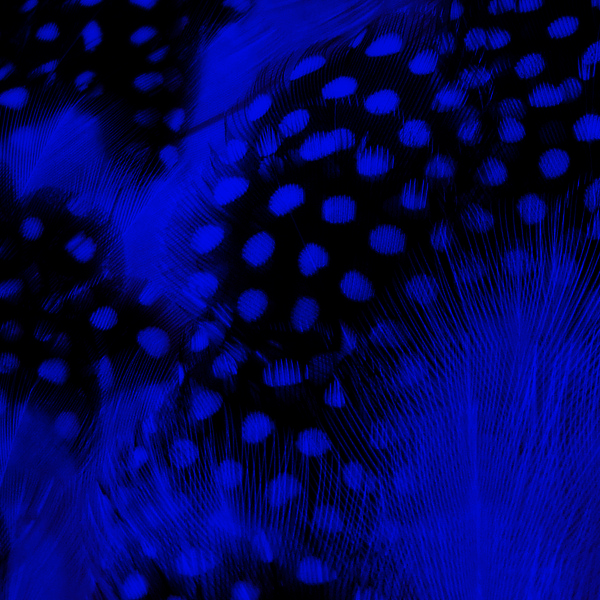 SHOR - POULE DE GUINEE COUSUE