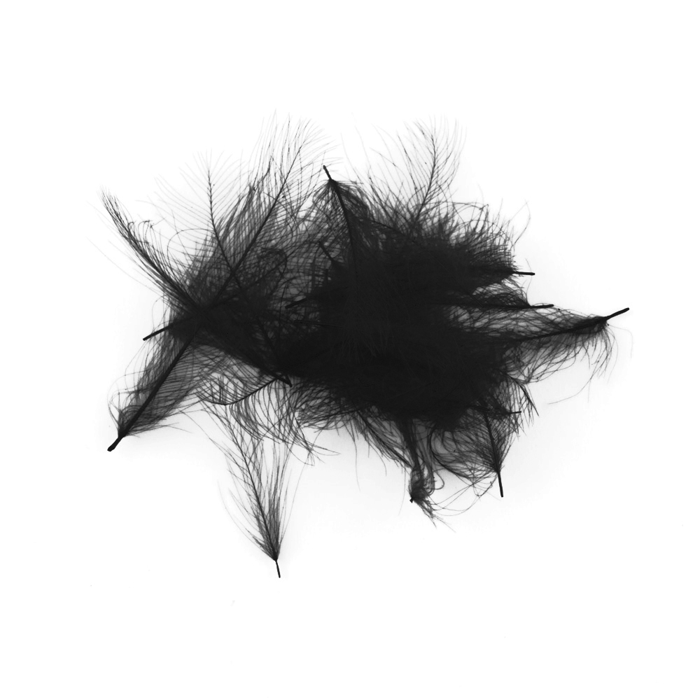 SHOR - PLUMES DE CUL DE CANARD (CDC)