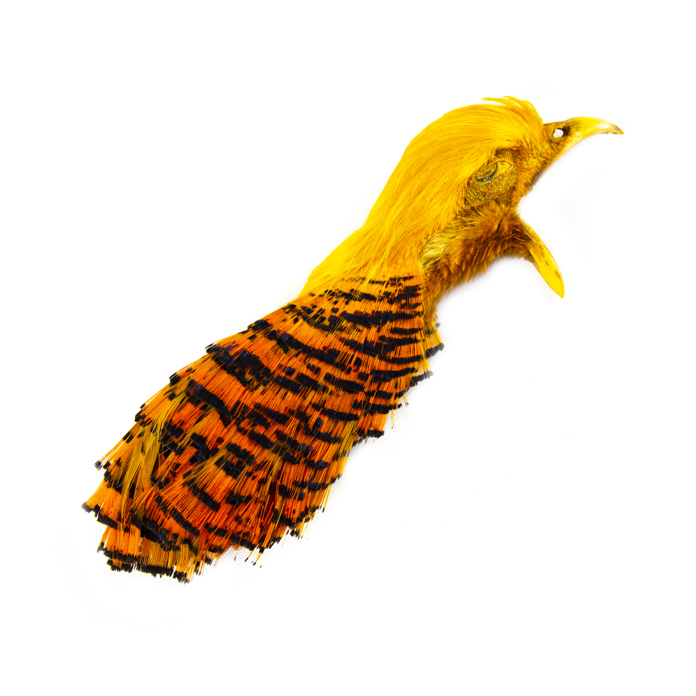 SHOR - GOLDEN PHEASANT HEAD