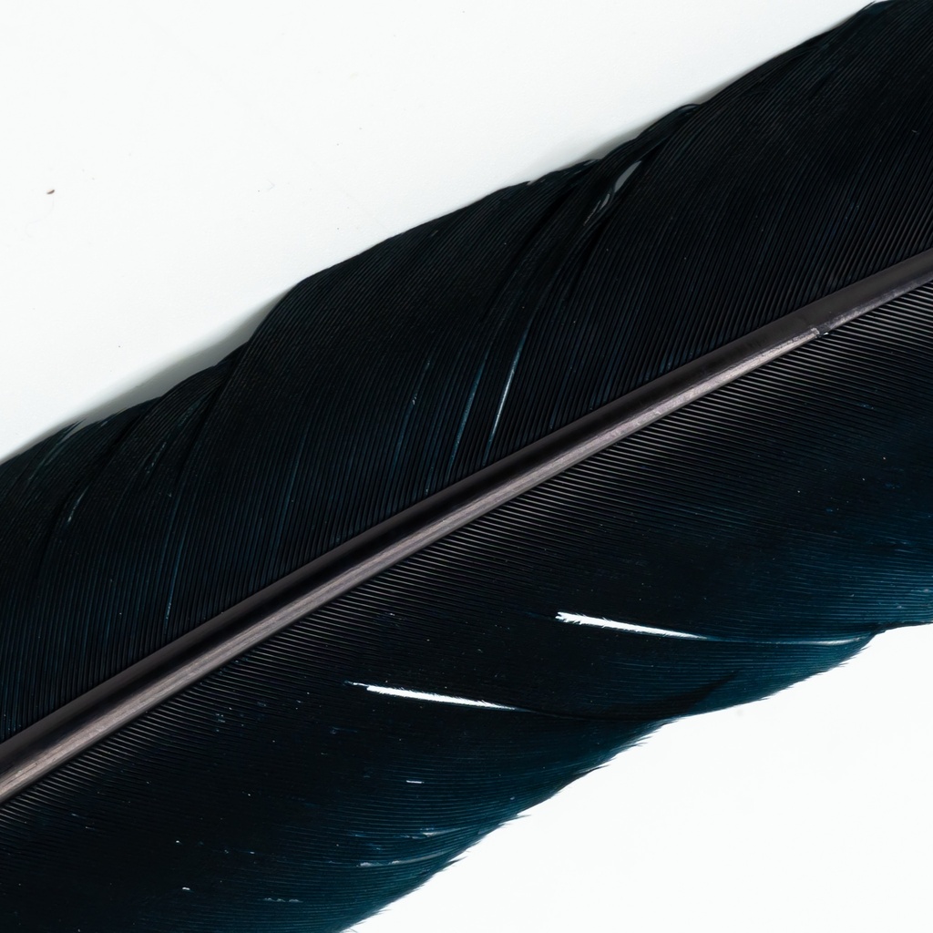 SHOR - PLUMES DE DINDE