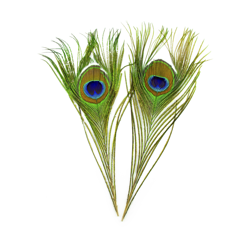 SHOR - YEUX DE PAON 12PO