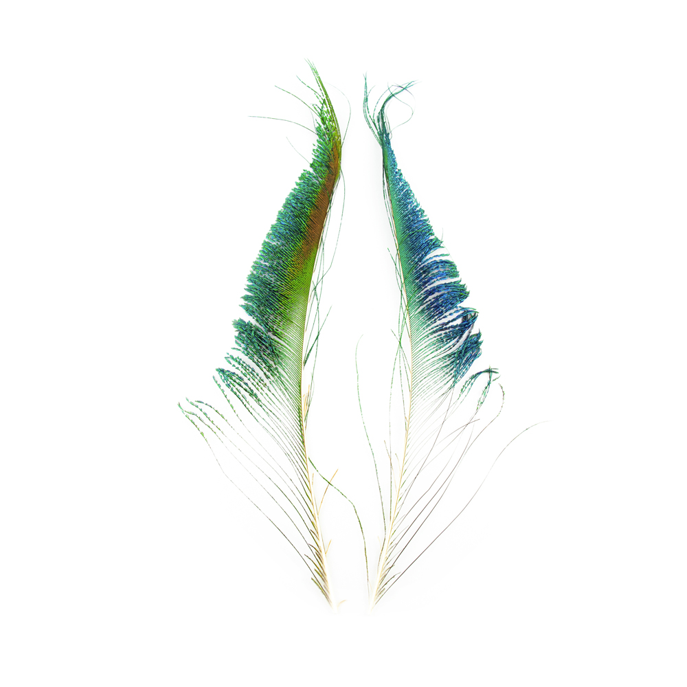 SHOR - SWORDS PEACOCK (NOT PAIRED)
