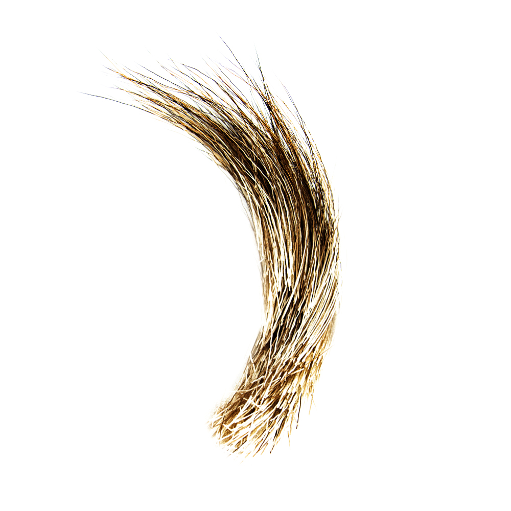 SHOR - MOOSE MANE