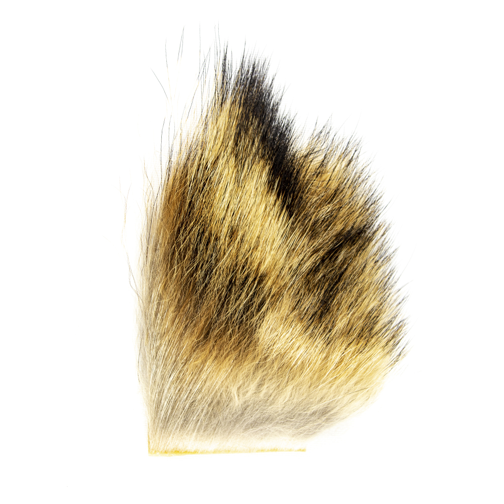 SHOR - COYOTE