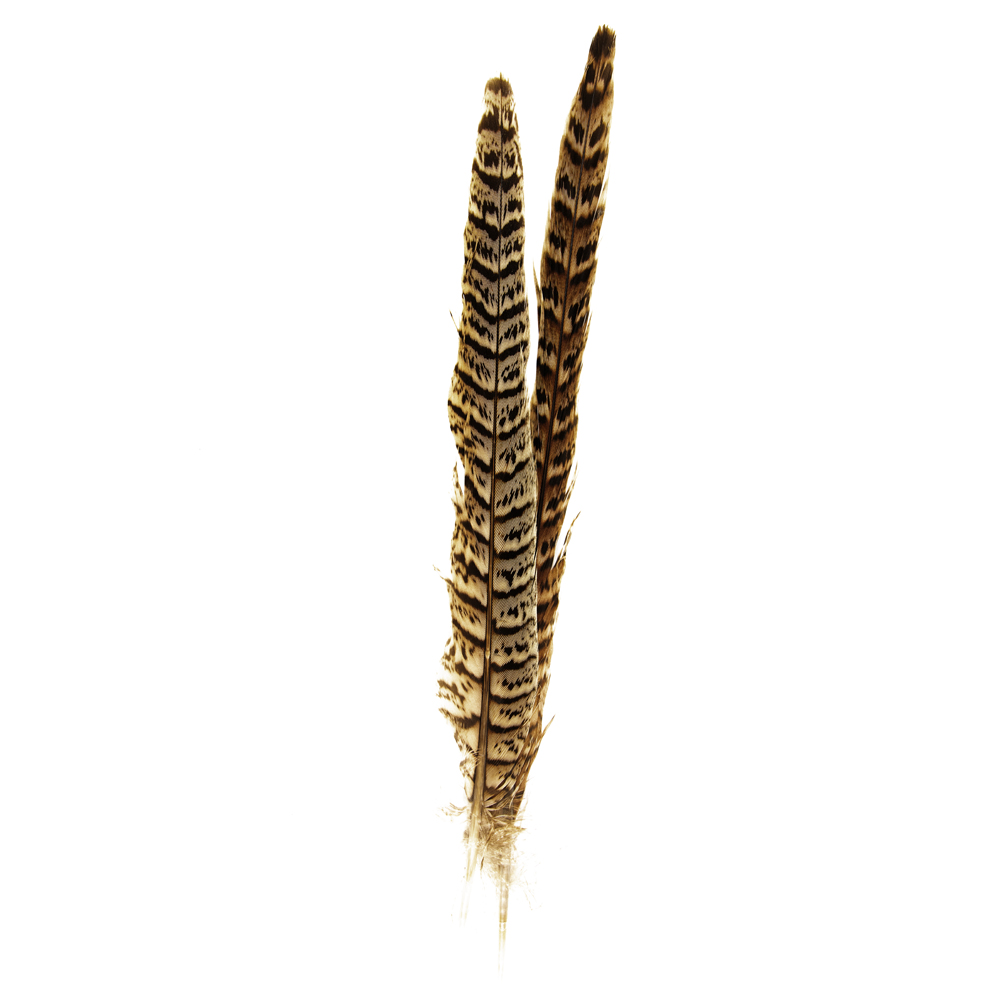 SHOR - RING-NECKED PHEASANT TAIL FEMALE