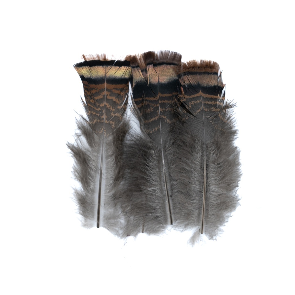 SHOR - QUEUE DE DINDE OZARK IRIDESCENTE