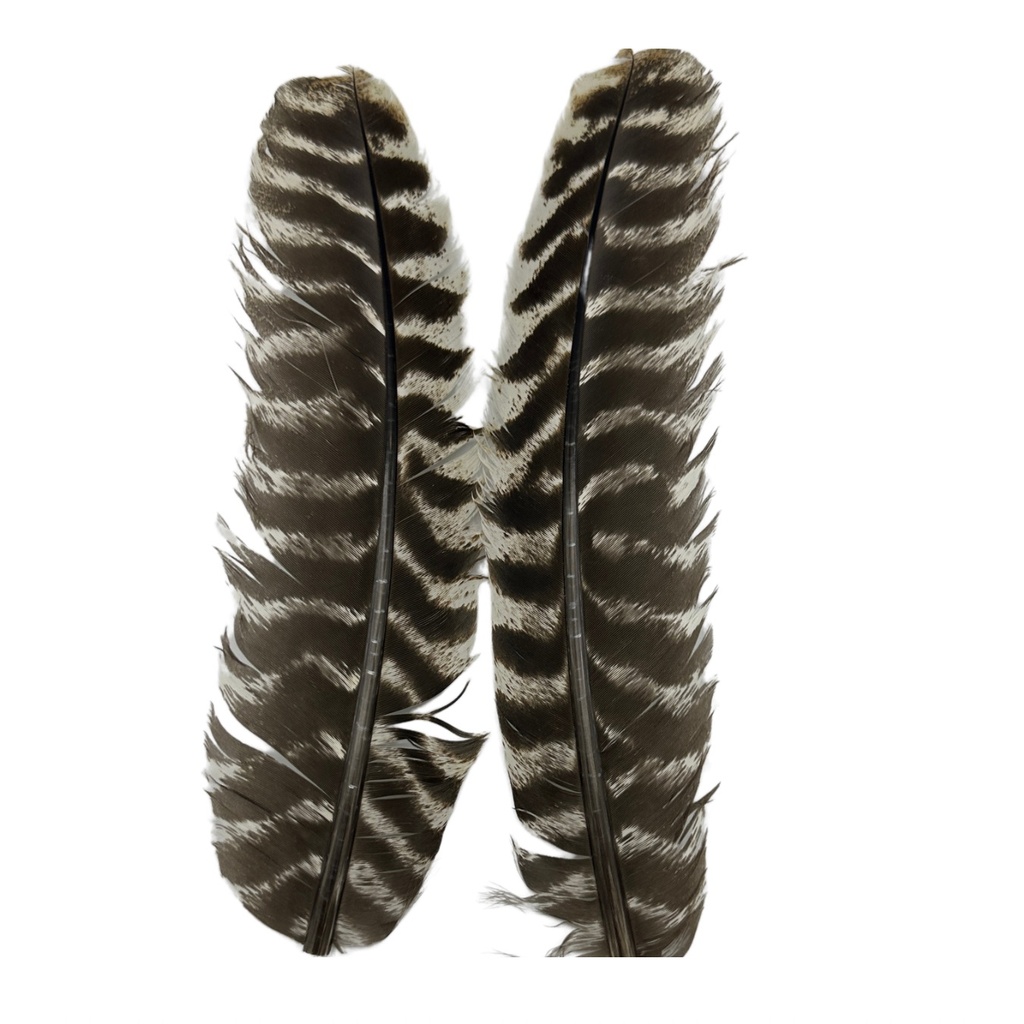 SHOR - PLUME DE DINDE OZARK (PR)