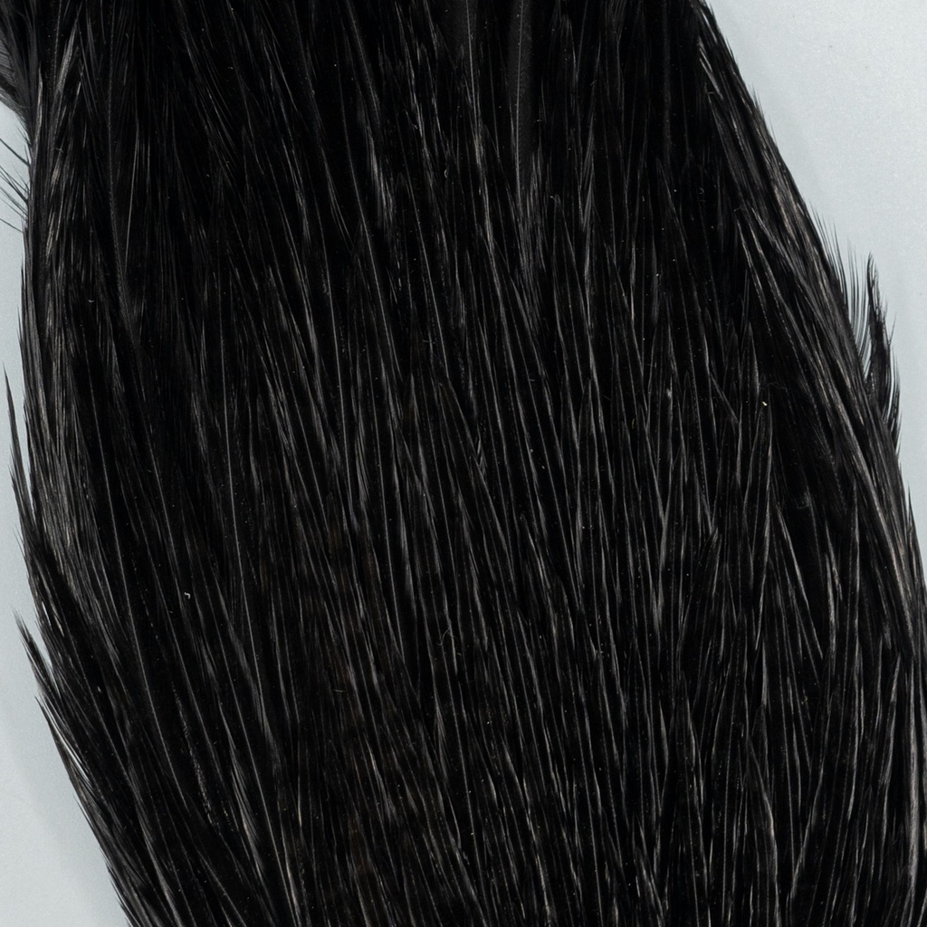 SHOR - COU DE COQ GENETIC