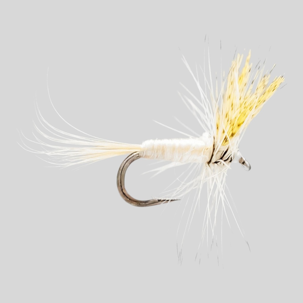 Light Cahill 