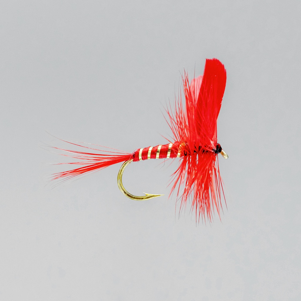Red Ibis (SÈCHE)
