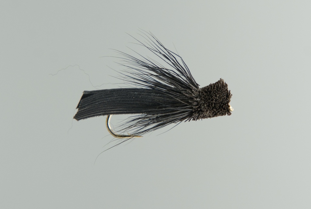 Letort Cricket (SÈCHE)