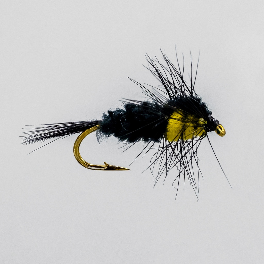 Montana (NYMPH)