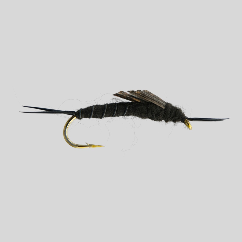 Black Stonefly