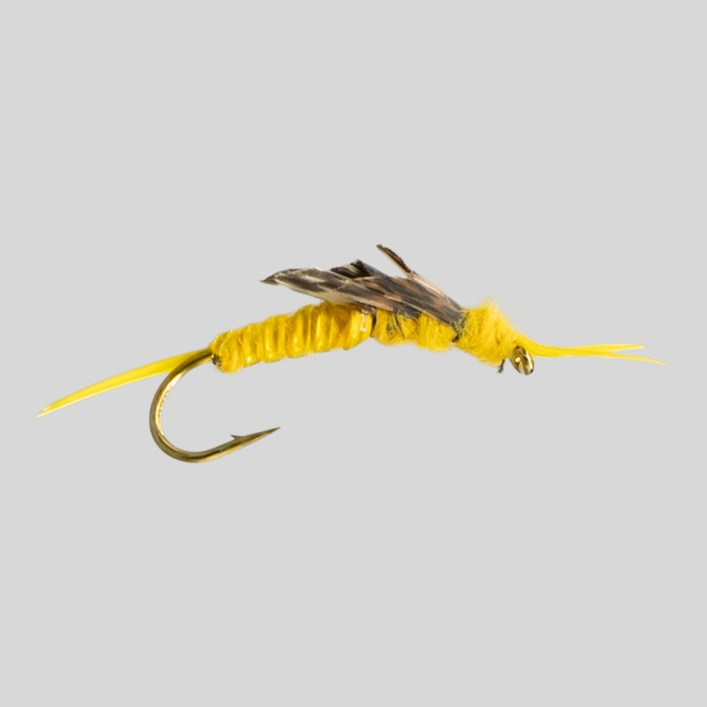 Golden Stone Fly (NYMPHE)
