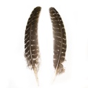 SHOR - TURKEY QUILLS SMALL