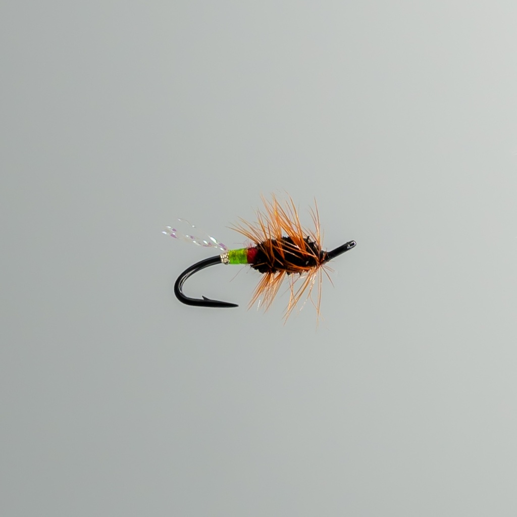 Shady Lady - DOUBLE HOOK