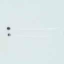 SHOR - MONO SHRIMP EYES