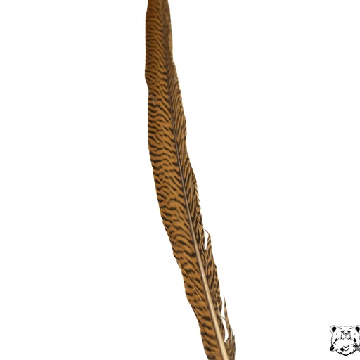 SHOR - GOLDEN PHEASANT TAIL FEATHER 24''