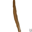 SHOR - GOLDEN PHEASANT TAIL FEATHER 24''