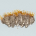 SHOR - GOLDEN PHEASANT RUMP