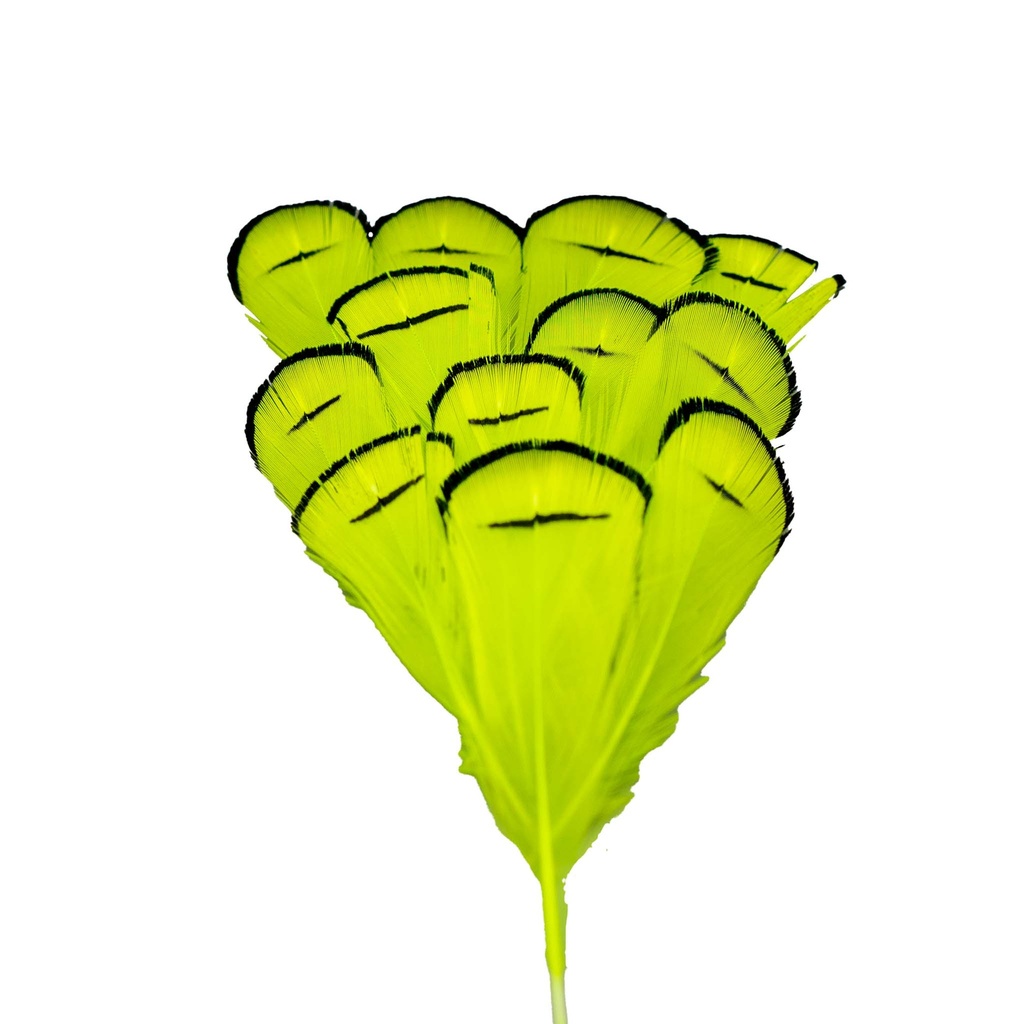 SHOR - COLLERETTE DE FAISAN LADY AMHERST