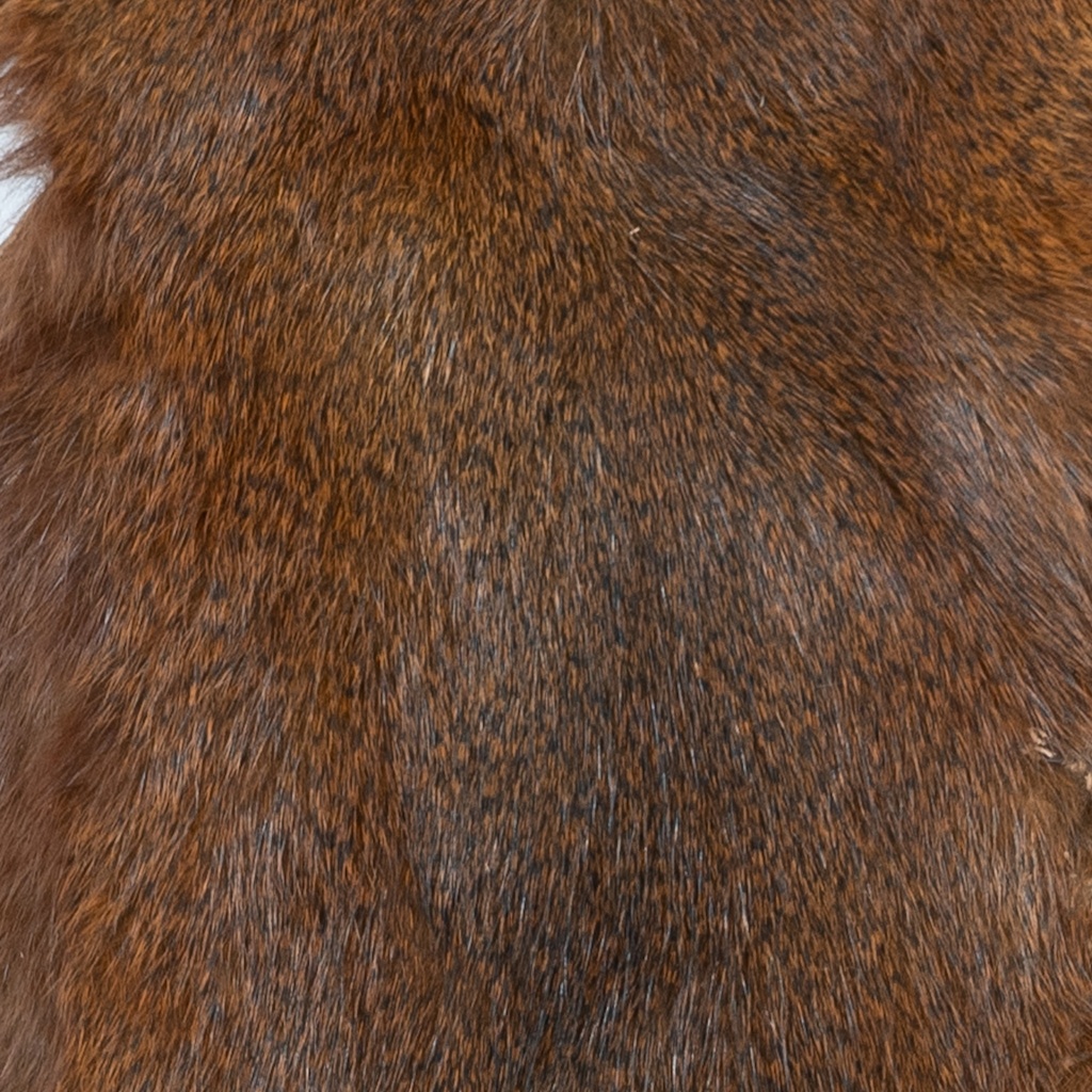SHOR - PINE SQUIRREL SKIN