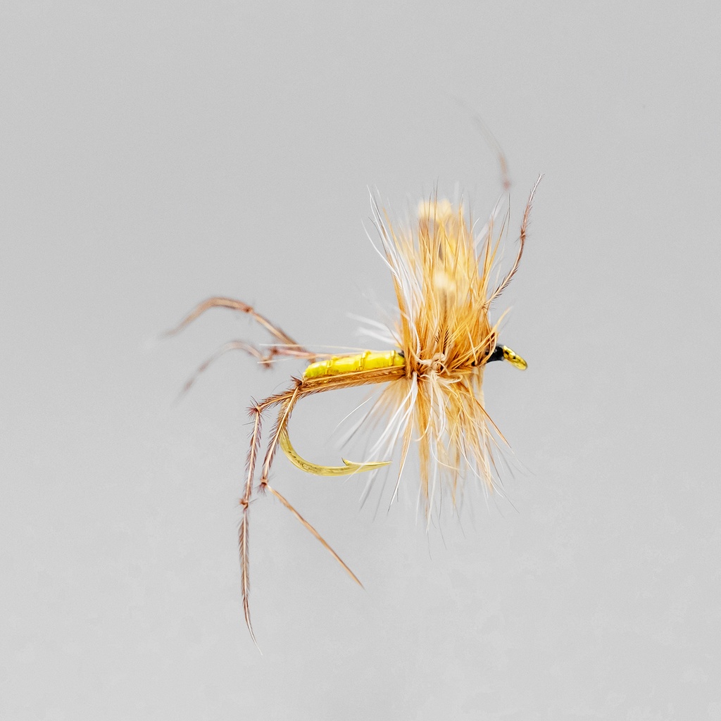 Crane Fly