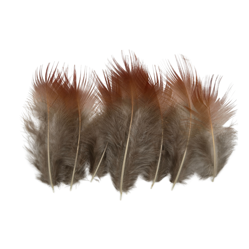 SHOR - GOLDEN PHEASANT RED FEATHERS