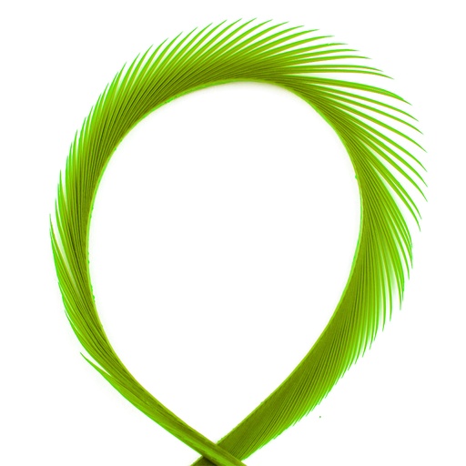 SHOR - LANIERES D'OIE