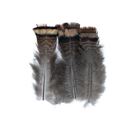 [QU106] SHOR - QUEUE DE DINDE OZARK IRIDESCENTE