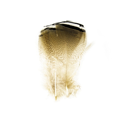 [FE504] SHOR - WOODDUCK BLACK & WHITE FLANK (3PR)