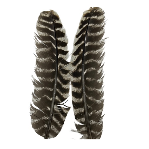 [QU2D] SHOR - PLUME DE DINDE OZARK (PR)