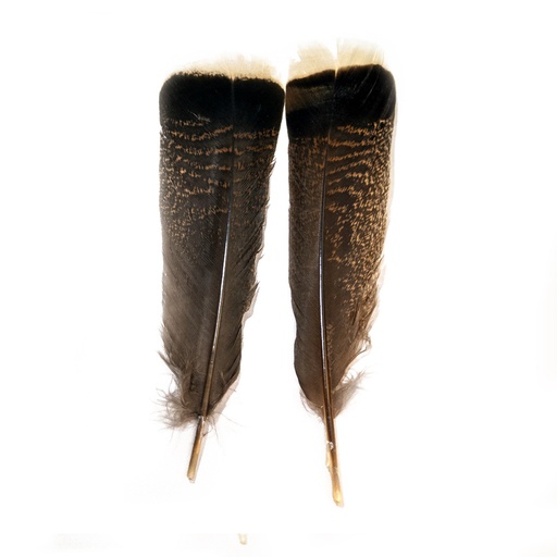 [QU4WT] SHOR - TURKEY TAIL MOTTLED WHITE TIPPED (SHORT)