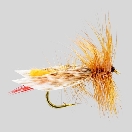 Orange Grasshopper (SÈCHE)