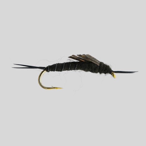 Black Stonefly
