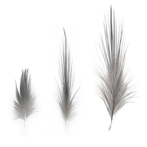 SHOR - PLUMES DE HÉRON