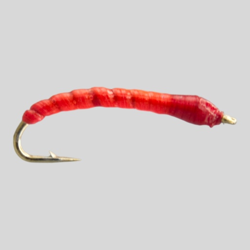Boroff's Anneworm