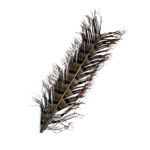 [SHDKRPT] SHOR - DOUBLE KNOTTED RING-NECKED PHEASANT TAIL