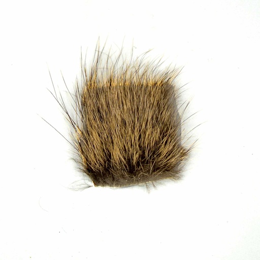 [SHNUTRIA] SHOR - RAGONDIN