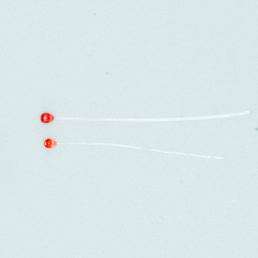 SHOR - MONO SHRIMP EYES