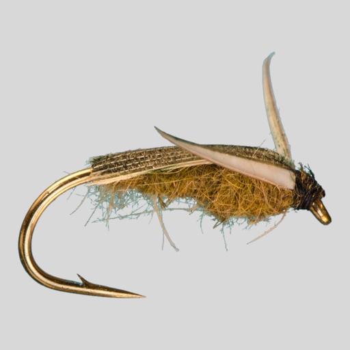 Water Boatman Olive